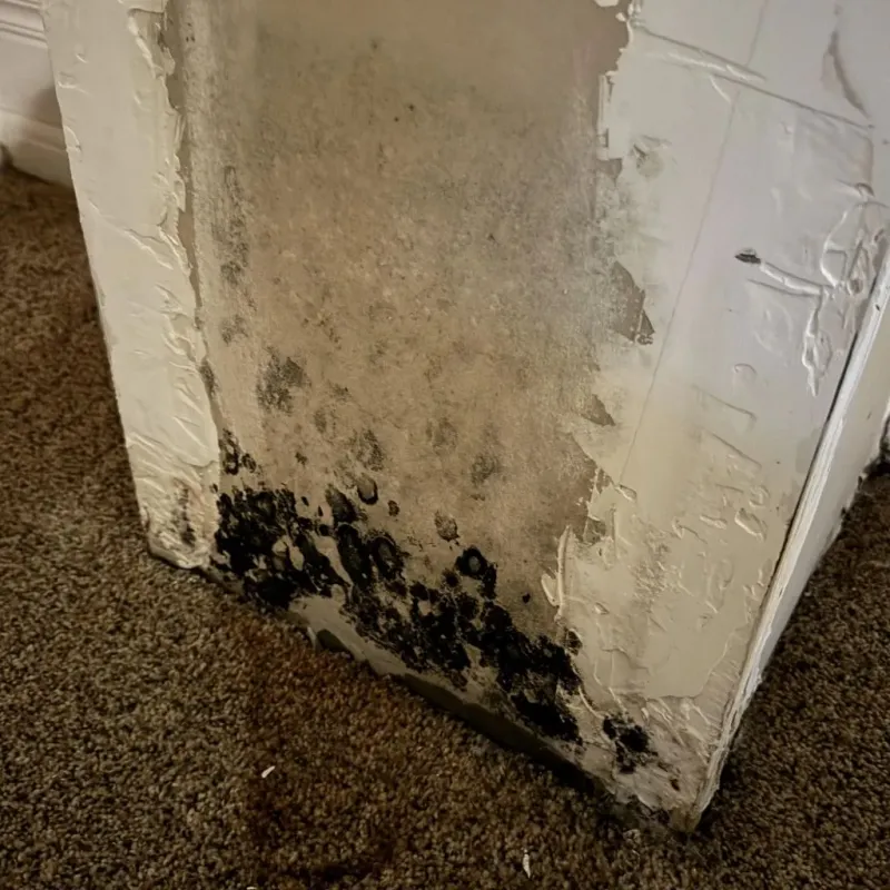 Professional Mold Removal in Morristown, NJ